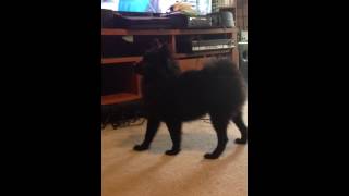 Black Pomeranian barking [upl. by Tenay]