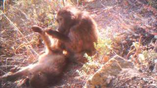 Grooming baboons [upl. by Kailey]