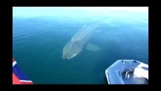 Basking sharks off Colonsay Inner Hebrides Scotland [upl. by Nessej]