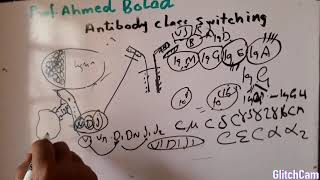 Antibody class switching VDJ recombination [upl. by Nylqcaj]