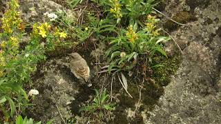 Wheatear foraging on the ground [upl. by Quickman547]