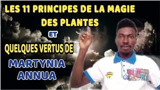 les 11 principes de la magie des plantes et quelques bienfaits de martynia annuafrançais [upl. by Jyoti100]