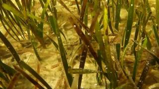 Seagrass Beds the Prairie of the Sea In the Grass St Joe Bay [upl. by Aniad132]