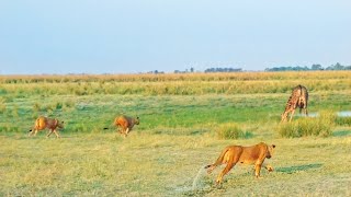 20 Lions Surprise a Drinking Giraffe [upl. by Vitia]