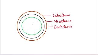 Diploblastic and Triploblastic organisms biology neet basics mbbs neet [upl. by Animsaj633]