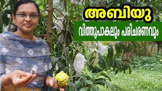 അബിയു വിത്തുപാകലും പരിചരണവും [upl. by Vergne420]