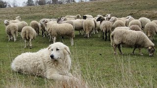 Maremma Sheepdogs  Fearless Flock Guardians [upl. by Ennaeed]