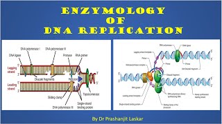 Enzymology of DNA Replication [upl. by Aiuqal]