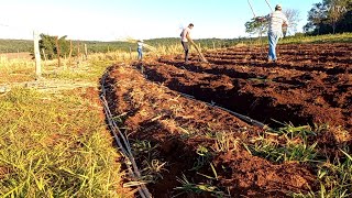 PLANTANDO CAPIAÇU  TÉCNICA DO NOSSO PLANTIO DO CAPIAÇU [upl. by Afirahs]