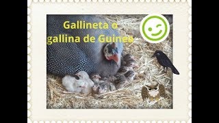 gallineta o gallina de guinea con polluelos [upl. by Naimad278]