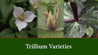 Trillium Plants  Varieties and How to Grow Them [upl. by Catto]