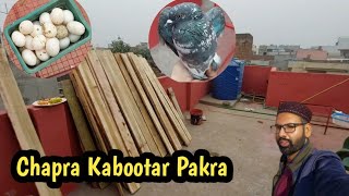 New Cage Ki Setting Sath Kabootar Pakra  Hashim Mahmood Pigeons [upl. by Keram]