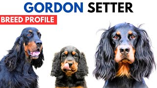 Gordon Setter Breed Profile History  Price  Traits  Gordon Setter Grooming Needs  Lifespan [upl. by Nylyrehc345]