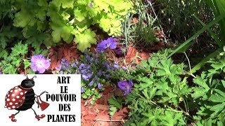 Tuto jardin campanule cochleariifolia Comment faire la Taille et lentretien Plante vivace [upl. by Anitsuga193]