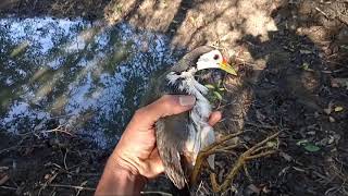 dahuk pakhir dak video  dahuk Birds  Wild birds life  The beauty of the white breasted waterhen [upl. by Kreg]