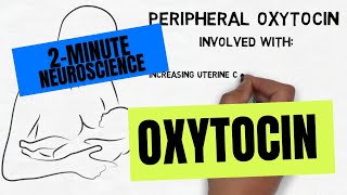 2Minute Neuroscience Oxytocin [upl. by Nirej67]