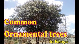 Common Ornamental Trees In Kenya Pt1 [upl. by Zeuqirdor110]