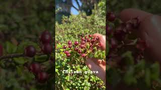 Chilean guava Ugni molinae favorite fruit of Queen Victoria [upl. by Gabbey686]