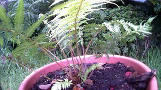 Tree Fern Timelapse  71 days [upl. by Admana]