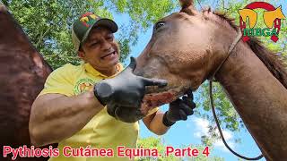 Pythiosis Cutánea Equina Parte 4 Evolución terapéutica [upl. by Aizatsana]