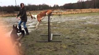 Podenco Ibicenco jumps movie 1 IBIZAN HOUND [upl. by Jedd]