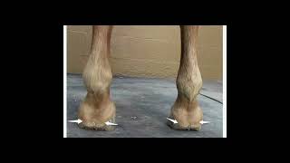 Navicular disease in horses🐎 [upl. by Willette94]