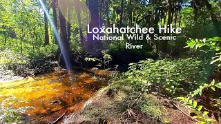 Loxahatchee River National Wild amp Scenic River Hike [upl. by Bonne]