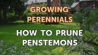 How to Prune Penstemons [upl. by Ahola]