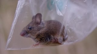 Een muis zag je nog nooit van zo dichtbij  Wild van Dieren  VTM [upl. by Ximenes]