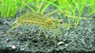 Male Amano shrimp go over black sand [upl. by Drofnats]