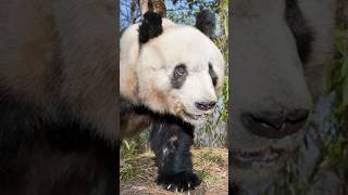 Giant pandas eating bamboo [upl. by Weight]