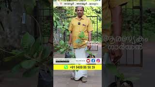 കശുമാവ്cashew nut tree cultivation  kasumavu krishi  cashew nut farming exotic cashew [upl. by Lertnek]