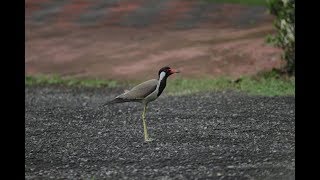 Red Wattled Lapwings [upl. by Eugen431]