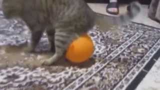 Witzige Katzen Nur die besten Videos Geniale Sammlung [upl. by Henry]