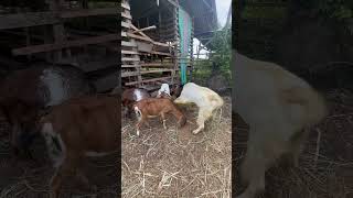 Boer goats crossbreed with peanut goats [upl. by Aihtnis]