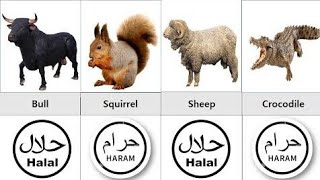 Halal and Haram animal meat in Islam [upl. by Martin]