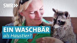 Wilde Großfamilie – Lustige Waschbären als Haustiere [upl. by Schiffman62]