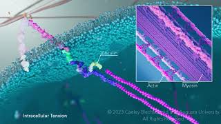 The Formation of Focal Adhesions [upl. by Luapnaes723]