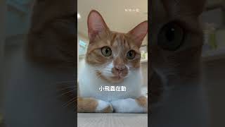 貓咪看得到阿飄嗎！？ 好味小姐 cat [upl. by Ruhl212]