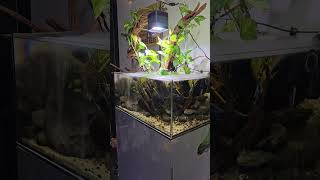 Biotope Aquarium  Betta forest nature relaxing [upl. by Anyat]