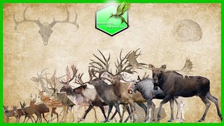 Deer Size Comparison LİVİNG EXTİNCT [upl. by Joice]