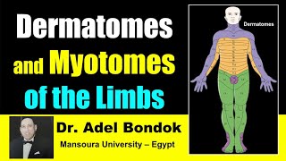 Dermatomes and Myotomes of the Body Dr Adel Bondok [upl. by Reger]