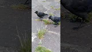 jackdaw chick annoying his parent [upl. by Ecirtahs912]