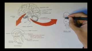 Brain Anatomy Overview  Lobes Diencephalon Brain Stem amp Limbic System [upl. by Agnesse]