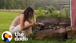 Couple Finds Out Their New House Comes With A Cat  The Dodo [upl. by Antoinette]