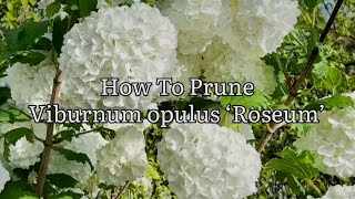 How To Prune Viburnum Opulus ‘Roseum’ How To Cut Back Viburnum Opulus Guelder Rose Get Gardening [upl. by Elrak]