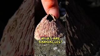 Barnacles Aren’t What You Think🫣 [upl. by Yrome532]