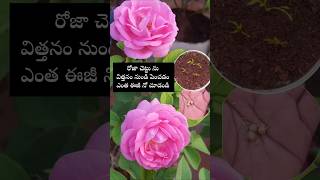 Easy to grow Rose plants from seeds youtubeshorts shortsyoutube rose garden [upl. by Aliak]