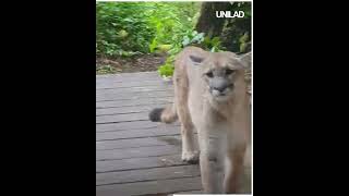 incredible Mountain Lion Encounter [upl. by Tobit448]