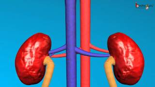 Science  Human excretory system  3D animation  English [upl. by Sorrows377]